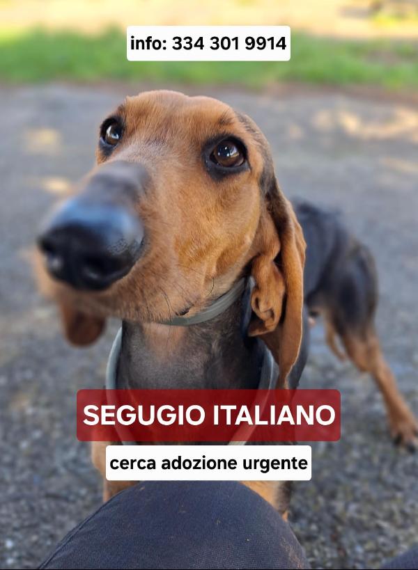 Bobo Il Segugio
